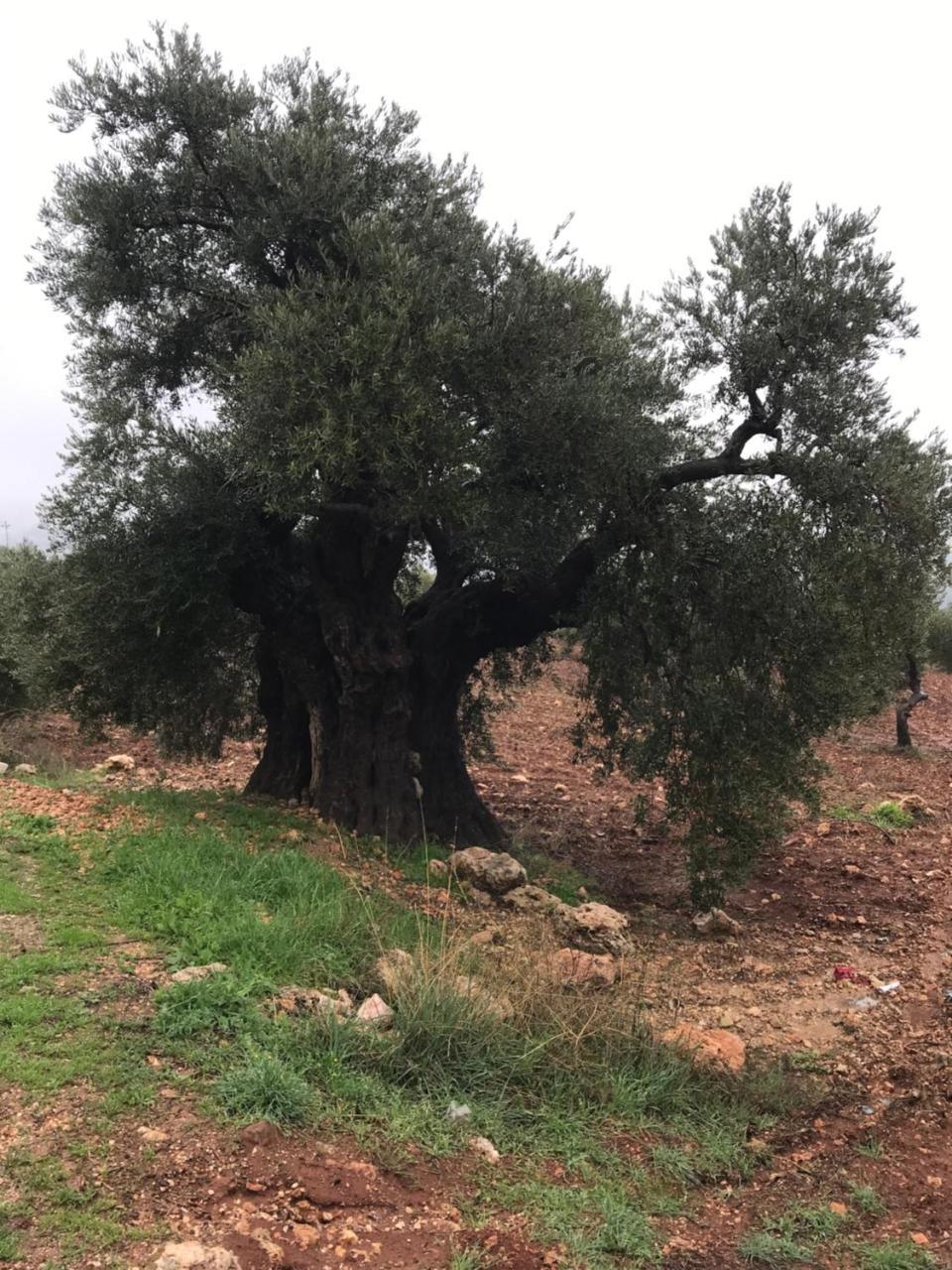 Ajloun Hotel ภายนอก รูปภาพ
