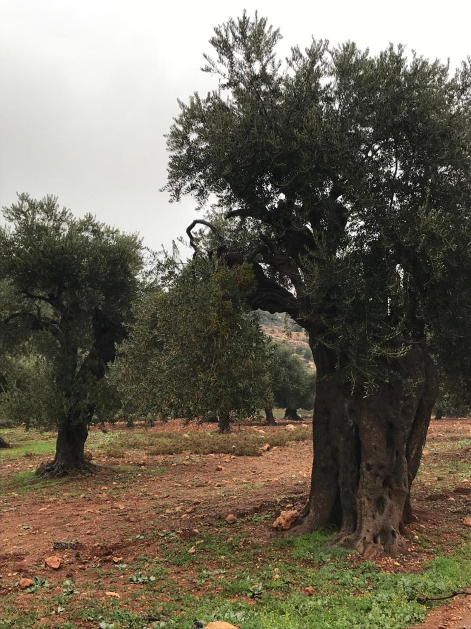 Ajloun Hotel ภายนอก รูปภาพ